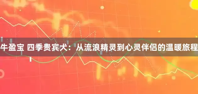 牛盈宝 四季贵宾犬：从流浪精灵到心灵伴侣的温暖旅程